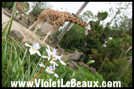 VioletLeBeaux-Melbourne-Zoo-1030267_1359 copy